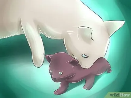 Как да се повиши котенца
