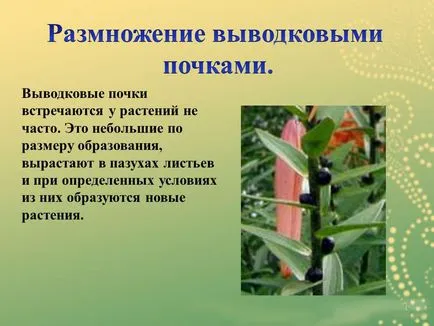 Как да пропагандира папрати 4 доказани начини за опитни градинари