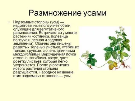 Как да пропагандира папрати 4 доказани начини за опитни градинари