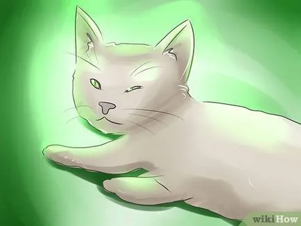 Как да се повиши котенца
