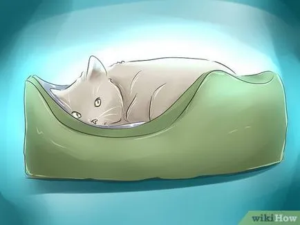 Как да се повиши котенца