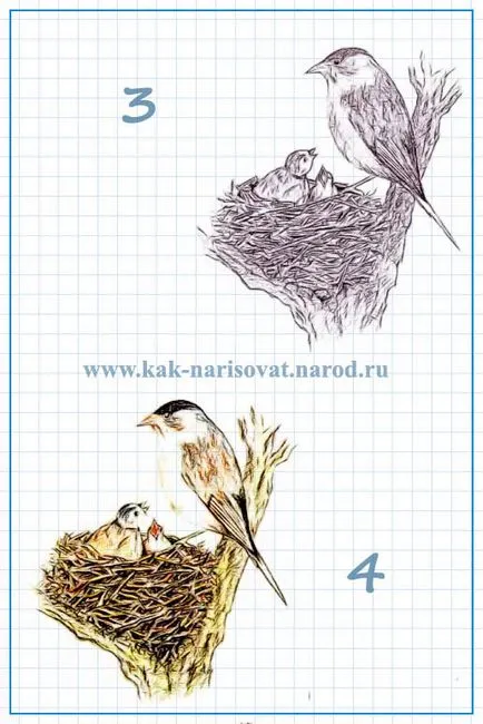 Как да нарисувате кукувица