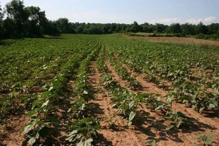 Как да се засадят слънчоглед в открит терен, за това как да се засаждат разсад декоративен слънчоглед