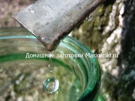 Как да се съберат бреза сок, без да вредят на дървото (вреди) Как да се съберат бреза сок, без да вредят на дървото