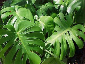 Как да запазите Monstera, ако тя листата пожълтяват защо това се случва и какво да правя в такъв случай,