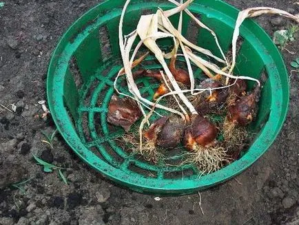 Как да запазим луковици на лалета до пролетта у дома (запазване) Как да запазим луковици на лалета до пролетта у дома
