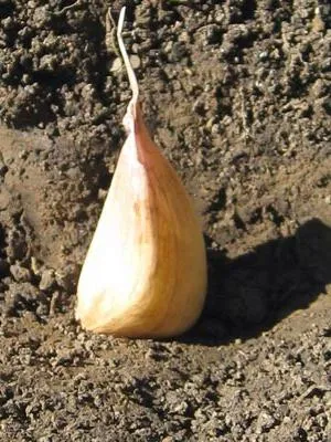 Hogyan növény fokhagyma