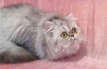 Как да се намали вашата котка с котка за първи път
