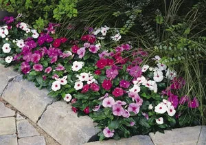 Как да расте и да се грижи catharanthus кацане на открито място