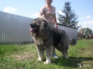 Как са всички Shepherds, нашите котки и кучета