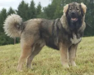 Как са всички Shepherds, нашите котки и кучета
