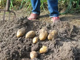 Как да се отглеждат картофи кофа от един храст