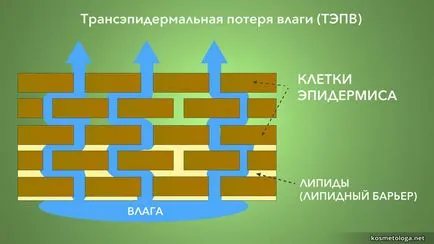 Как да изберем добър umyvalku