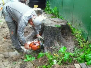 Как да изсъхне дърво, химически унищожаване на дървета (дърво) Как да изсъхне дърво, химически унищожаване на дървета