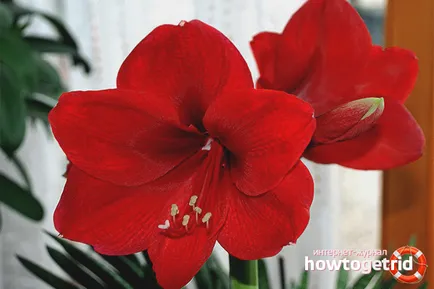 Как да си направим gippeastrum разцвет у дома (заблудят gippeastrum) Как да си направим gippeastrum разцвет у дома