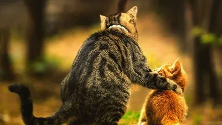 Снимки забавни котенца