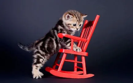 Снимки забавни котенца