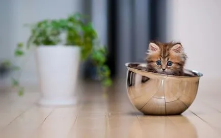 Снимки забавни котенца