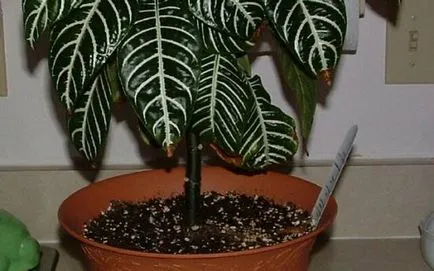 Capricious Aphelandra всички нюанси на грижи
