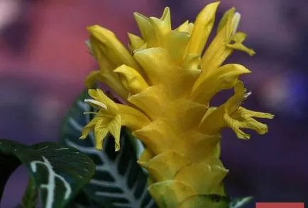 Capricious Aphelandra всички нюанси на грижи