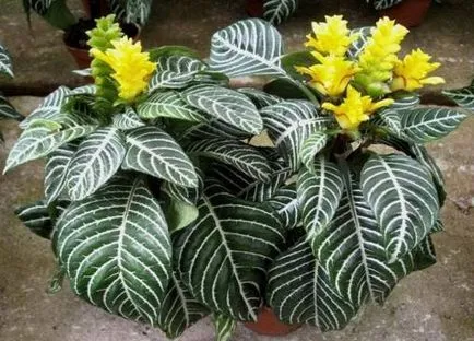 Capricious Aphelandra всички нюанси на грижи