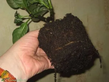 Capricious Aphelandra всички нюанси на грижи