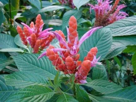 Capricious Aphelandra всички нюанси на грижи
