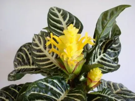 Capricious Aphelandra всички нюанси на грижи