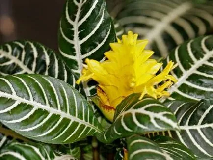 Capricious Aphelandra всички нюанси на грижи