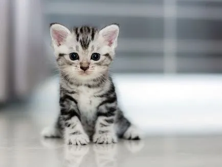 Снимки забавни котенца