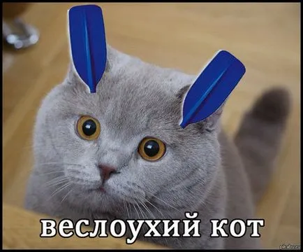 Снимки на котки шотландски veslouhih