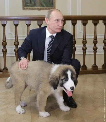Какво е името на кучето на Путин какво порода куче на Путин