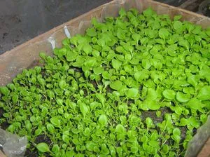 Mi a növény Petunia