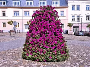 Mi a növény Petunia