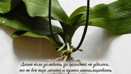 Mi a teendő, ha elszáradt orchidea