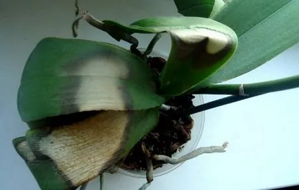Mi a teendő, ha elszáradt orchidea