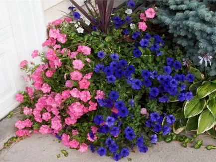 Mi a növény Petunia