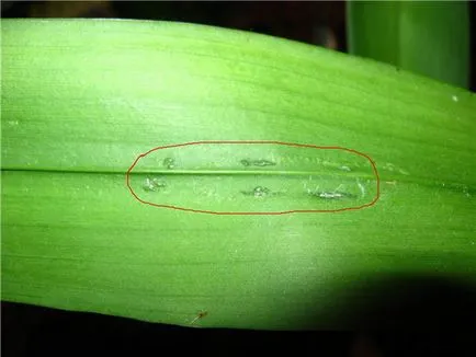 Mi a teendő, ha elszáradt orchidea