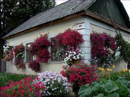 Mi a növény Petunia