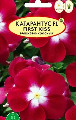 Catharanthus - расте от семена у дома със снимки и видео
