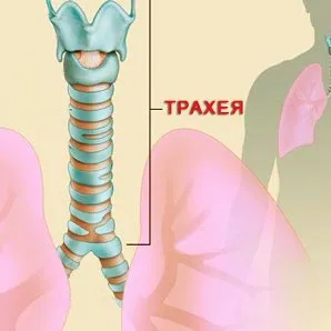Кашлица с трахеит (сух остатък) лечение при деца и възрастни