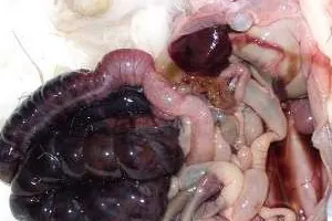 Eneteropatii чревни симптоми на цьолиакия, essudativnoy и disaharidazodefitsitnoy ентеропатия