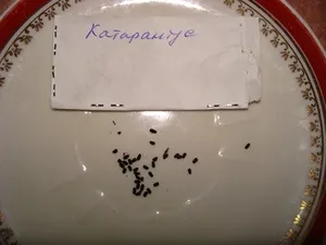Catharanthus видове, отглеждане, грижи и отглеждане на семена в страната