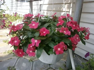 Catharanthus видове, отглеждане, грижи и отглеждане на семена в страната