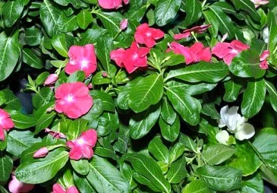 Catharanthus ampelnye расте от семена в домашни условия