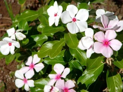 Catharanthus ampelnye расте от семена в домашни условия