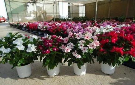 Catharanthus - расте от семена у дома със снимки и видео
