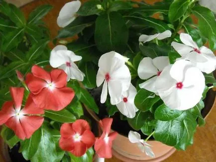 Catharanthus видове, отглеждане, грижи и отглеждане на семена в страната