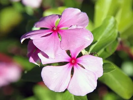 Catharanthus ampelnye - расте от семена картина catharanthus цветни catharanthus - грижи у дома