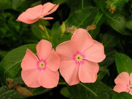 Catharanthus ampelnye - расте от семена картина catharanthus цветни catharanthus - грижи у дома